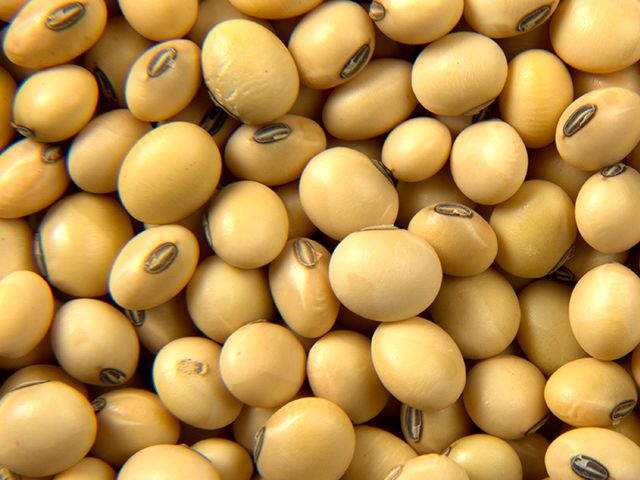 Soybeans Sudan